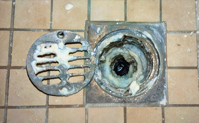 https://blockeddrainsbeldon.com.au/uploads/2025/07/blocked-shower-drains-33151.jpg